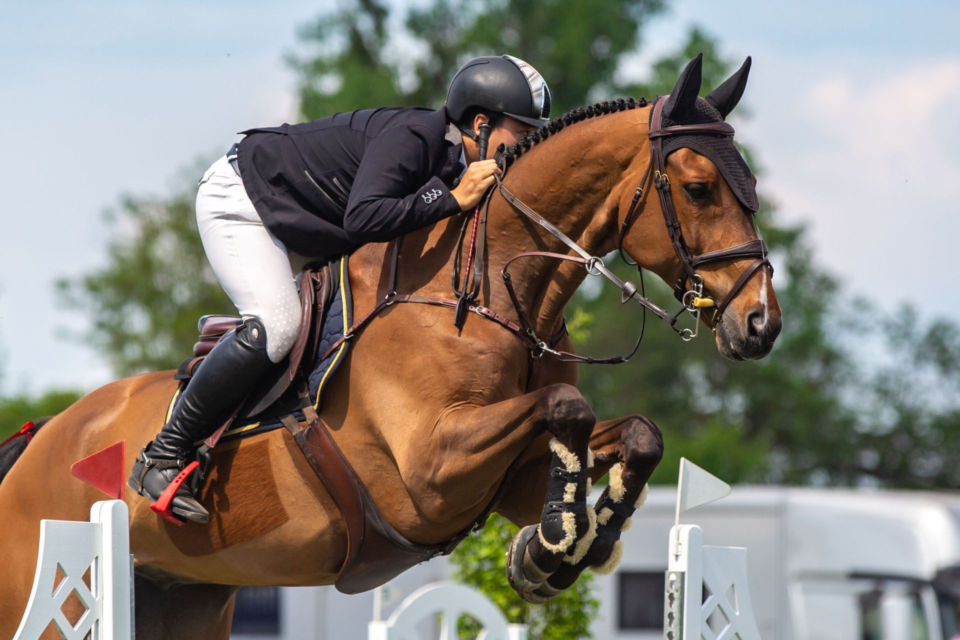 show jumping horses for sale showcased by a rider guiding a bay horse over a white obstacle during an outdoor jumping round